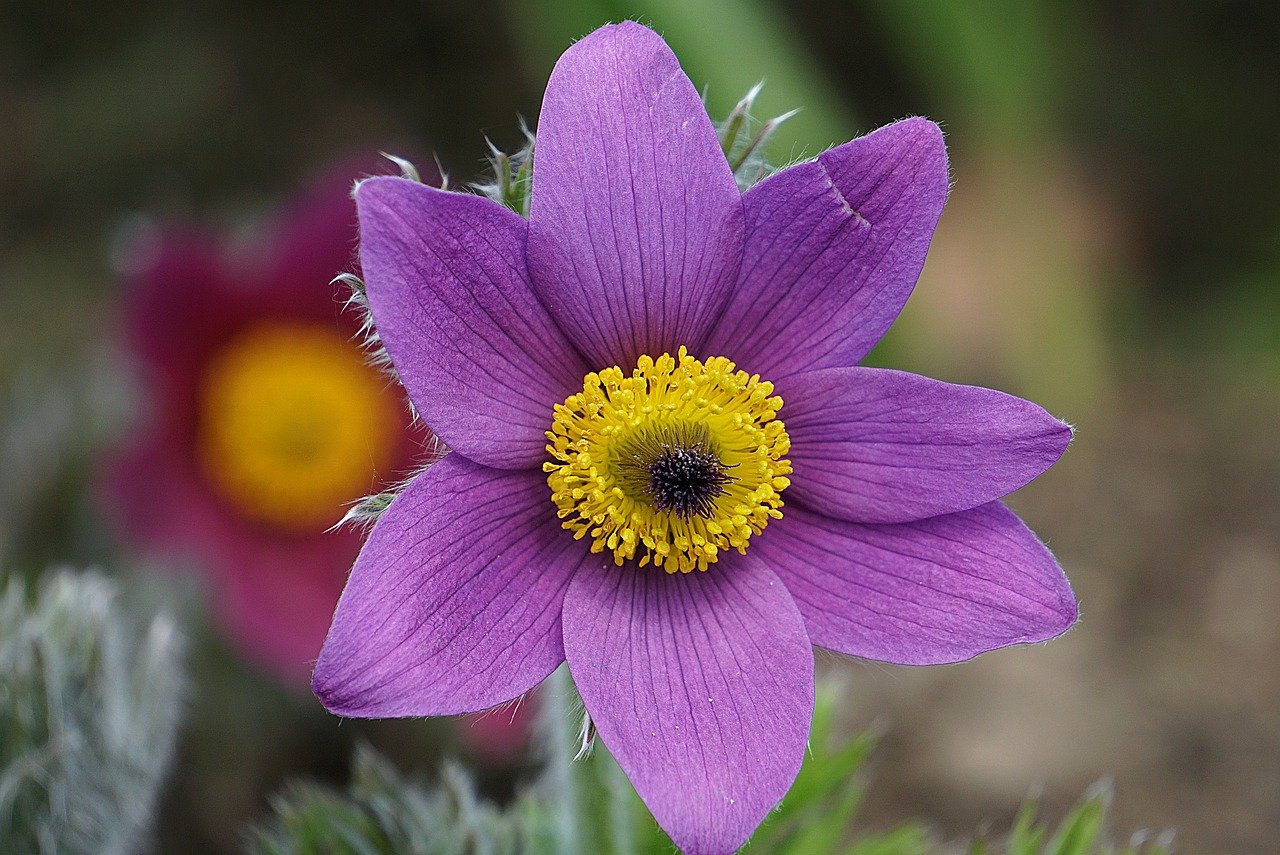 purple pasque-flowers, flowers, garden